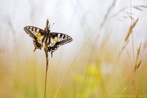 Papilio machaon / Schwalbenschwanz / Old world swallowtail