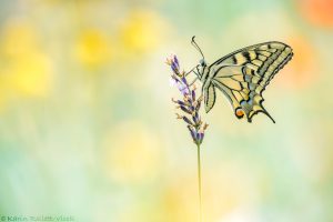 Papilio machaon / Schwalbenschwanz / Old world swallowtail