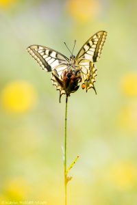 Papilio machaon / Schwalbenschwanz / Old world swallowtail