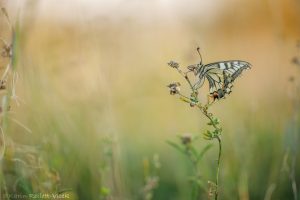 Papilio machaon / Schwalbenschwanz / Old world swallowtail