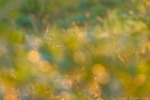 Papilio machaon / Schwalbenschwanz / Old world swallowtail