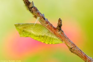 Papilio machaon / Schwalbenschwanz / Old world swallowtail