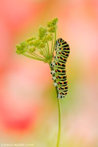 Papilio machaon / Schwalbenschwanz / Old world swallowtail