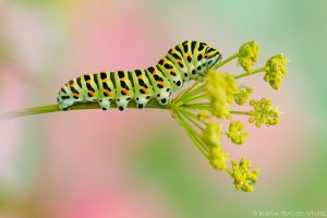 Papilio machaon / Schwalbenschwanz / Old world swallowtail