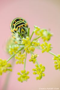 Papilio machaon / Schwalbenschwanz / Old world swallowtail