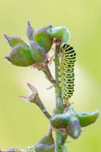 machaon_r_228655