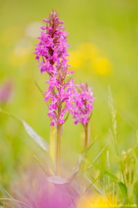 Dactylorhiza majalis / Breitblättriges Knabenkraut / Common marsh orchid