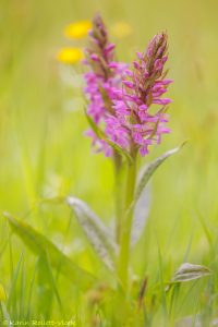 Dactylorhiza majalis / Breitblättriges Knabenkraut / Common marsh orchid