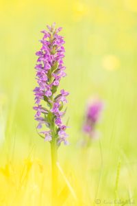 Dactylorhiza majalis / Breitblättriges Knabenkraut / Common marsh orchid