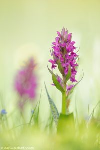 Dactylorhiza majalis / Breitblättriges Knabenkraut / Common marsh orchid