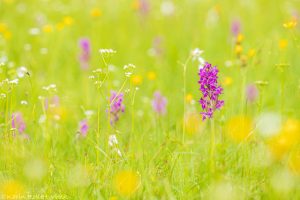 Dactylorhiza majalis / Breitblättriges Knabenkraut / Common marsh orchid