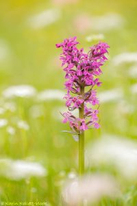 Dactylorhiza majalis / Breitblättriges Knabenkraut / Common marsh orchid