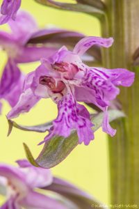 Dactylorhiza majalis / Breitblättriges Knabenkraut / Common marsh orchid