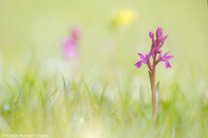 Dactylorhiza majalis / Breitblättriges Knabenkraut / Common marsh orchid