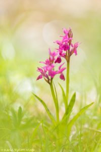 Dactylorhiza majalis / Breitblättriges Knabenkraut / Common marsh orchid