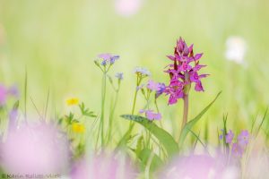 Dactylorhiza majalis / Breitblättriges Knabenkraut / Common marsh orchid