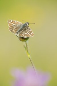 Pyrgus malvae / Kleiner Würfel-Dickkopffalter / Grizzled skipper