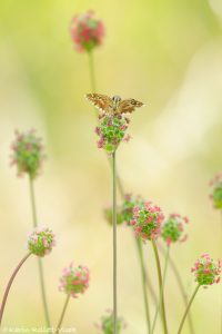 Pyrgus malvae / Kleiner Würfel-Dickkopffalter / Grizzled skipper