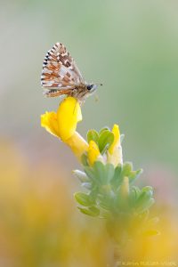 Pyrgus malvae / Kleiner Würfel-Dickkopffalter / Grizzled skipper