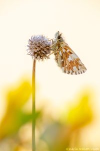 Pyrgus malvae / Kleiner Würfel-Dickkopffalter / Grizzled skipper