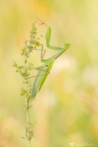 Mantis religiosa / Europäische Gottesanbeteri