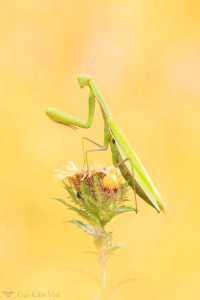 Mantis religiosa / Europäische Gottesanbeteri