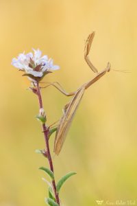 Mantis religiosa / Europäische Gottesanbeteri