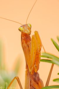 Mantis religiosa / Europäische Gottesanbeteri