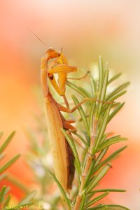 Mantis religiosa / Europäische Gottesanbeteri