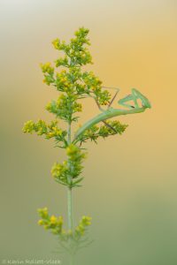 Mantis religiosa / Europäische Gottesanbeteri