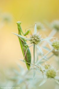 Mantis religiosa / Europäische Gottesanbeteri