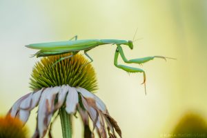 Mantis religiosa / Europäische Gottesanbeteri