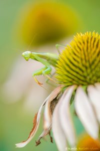 Mantis religiosa / Europäische Gottesanbeteri