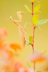 Mantis religiosa / Europäische Gottesanbeteri