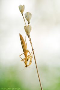 Mantis religiosa / Europäische Gottesanbeteri