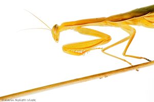 Mantis religiosa / Europäische Gottesanbeteri