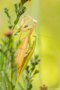 Mantis religiosa / Europäische Gottesanbeteri