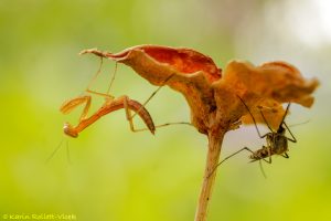 Mantis religiosa / Europäische Gottesanbeteri