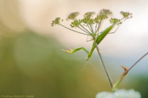 Mantis religiosa / Europäische Gottesanbeteri