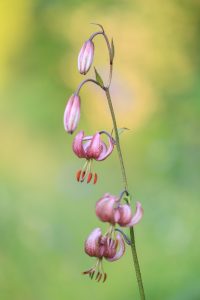 Lilium martagon / Türkenbund-Lilie