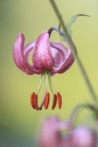 Lilium martagon / Türkenbund-Lilie