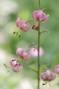 Lilium martagon / Türkenbund-Lilie