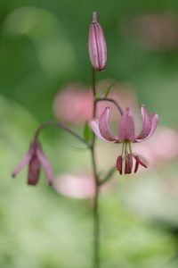 Lilium martagon / Türkenbund-Lilie