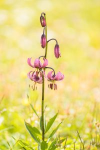 Lilium martagon / Türkenbund-Lilie