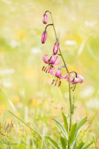 Lilium martagon / Türkenbund-Lilie