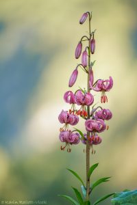 Lilium martagon / Türkenbund-Lilie