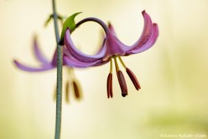 Lilium martagon / Türkenbund-Lilie