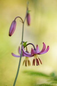 Lilium martagon / Türkenbund-Lilie