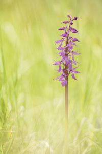 Orchis mascula ssp. speciosa / Pracht-Manns-Knabenkraut / blue butcher orchid