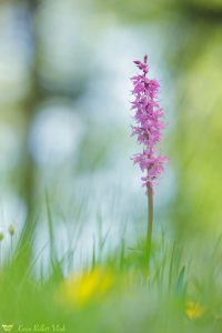 Orchis mascula ssp. speciosa / Pracht-Manns-Knabenkraut / blue butcher orchid